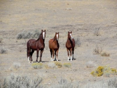 CONTEST WINNER: High Rock Herd Management Area photo