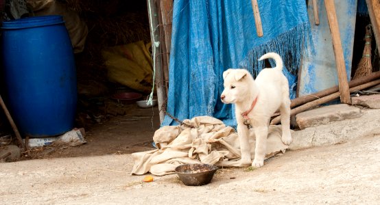 Jindo Puppy, Korean National Dog