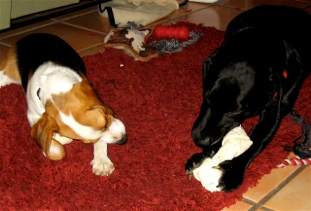 Dualing Dog Bones