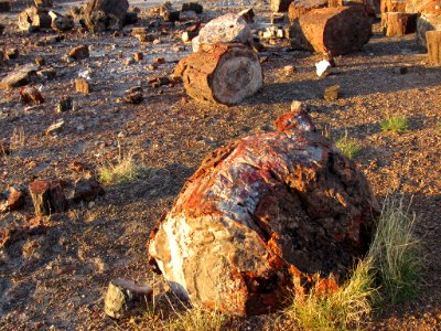 Crystal Forest at Petrified Forest NP in Arizona
