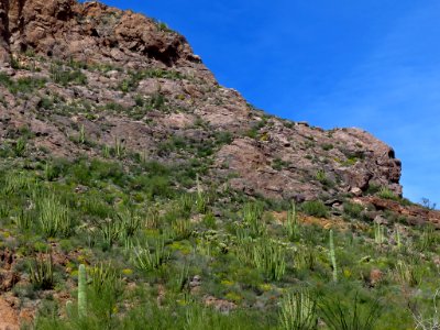 Organ Pipe Cactus NM in AZ