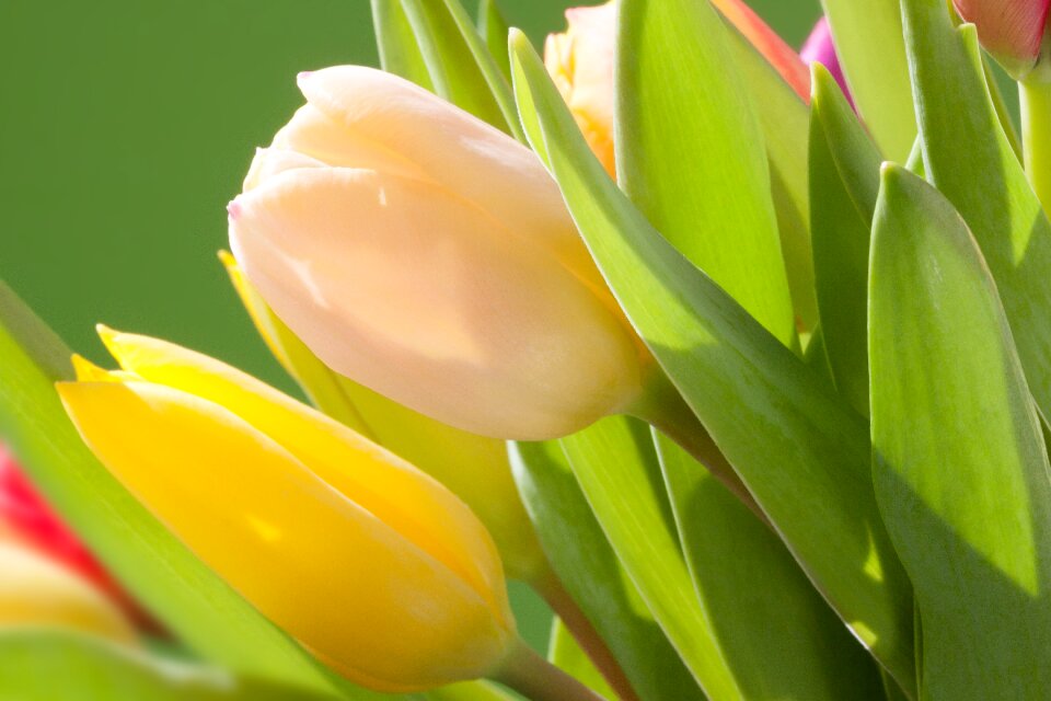 Macro nature flowers