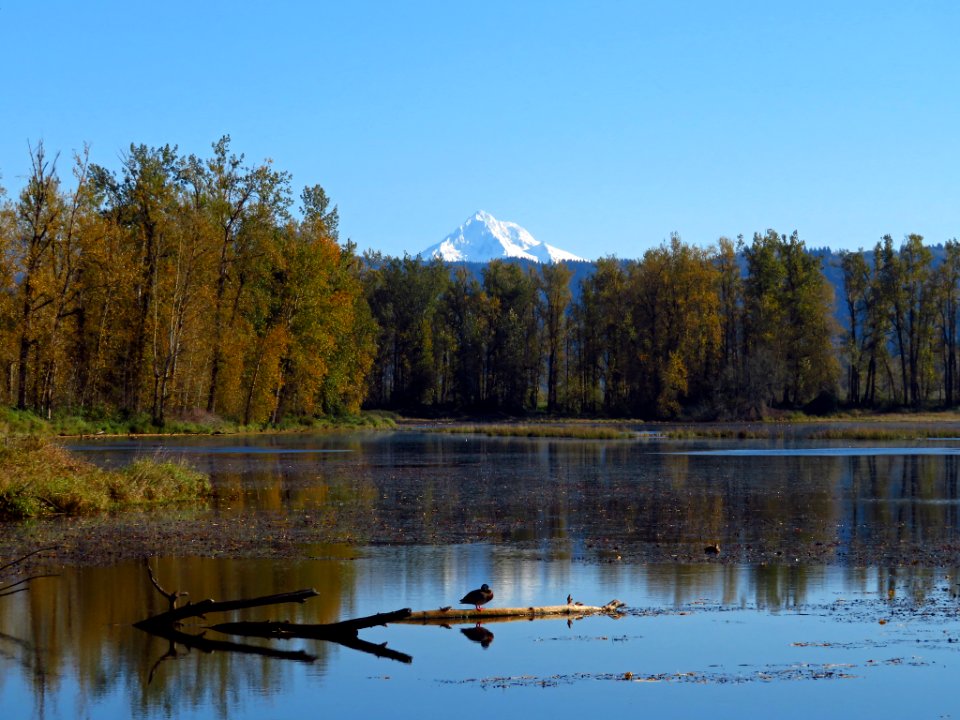 Autumn at Steigerwald Lake NWR in WA