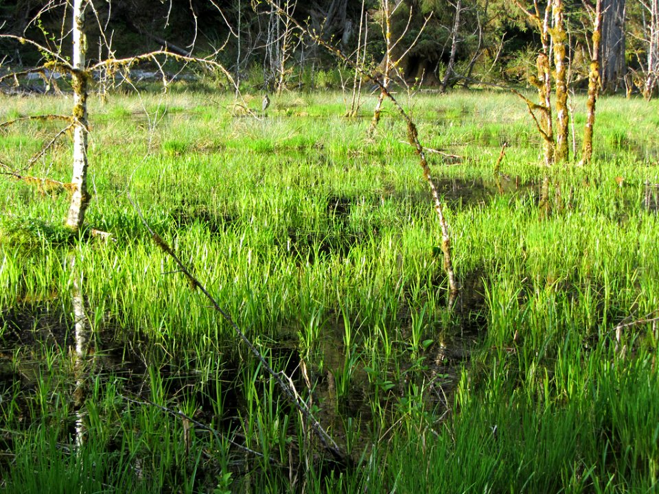 Hoh Rain Forest at Olympic NP in WA