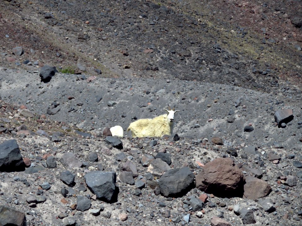Mountain Goats at Mt. St. Helens NM in WA