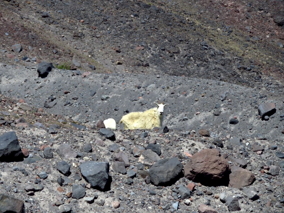 Mountain Goats at Mt. St. Helens NM in WA photo