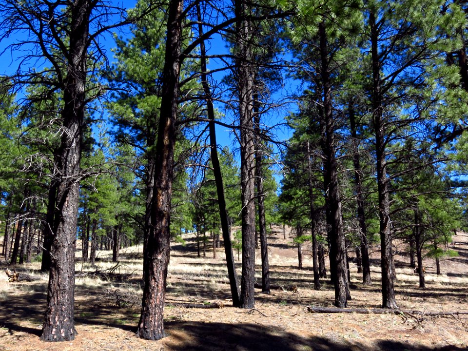 Sunset Crater Volcano NM in AZ