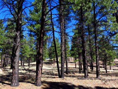 Sunset Crater Volcano NM in AZ