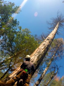 Beetle Tree Felling with Folsom Lake Veterans' Crew in Mother Lode Field Office