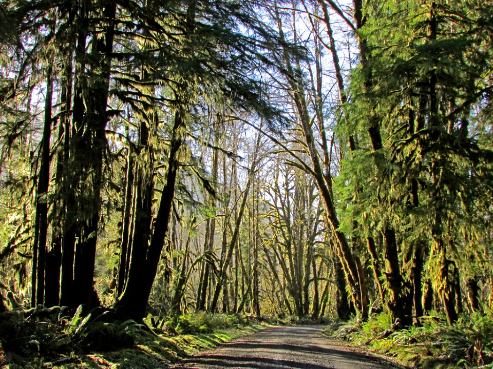 Quinault Rain Forest at Olympic NP in WA