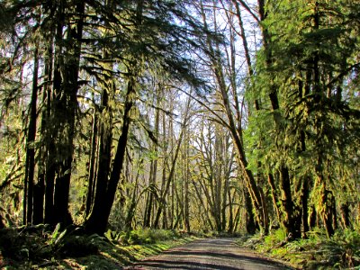 Quinault Rain Forest at Olympic NP in WA