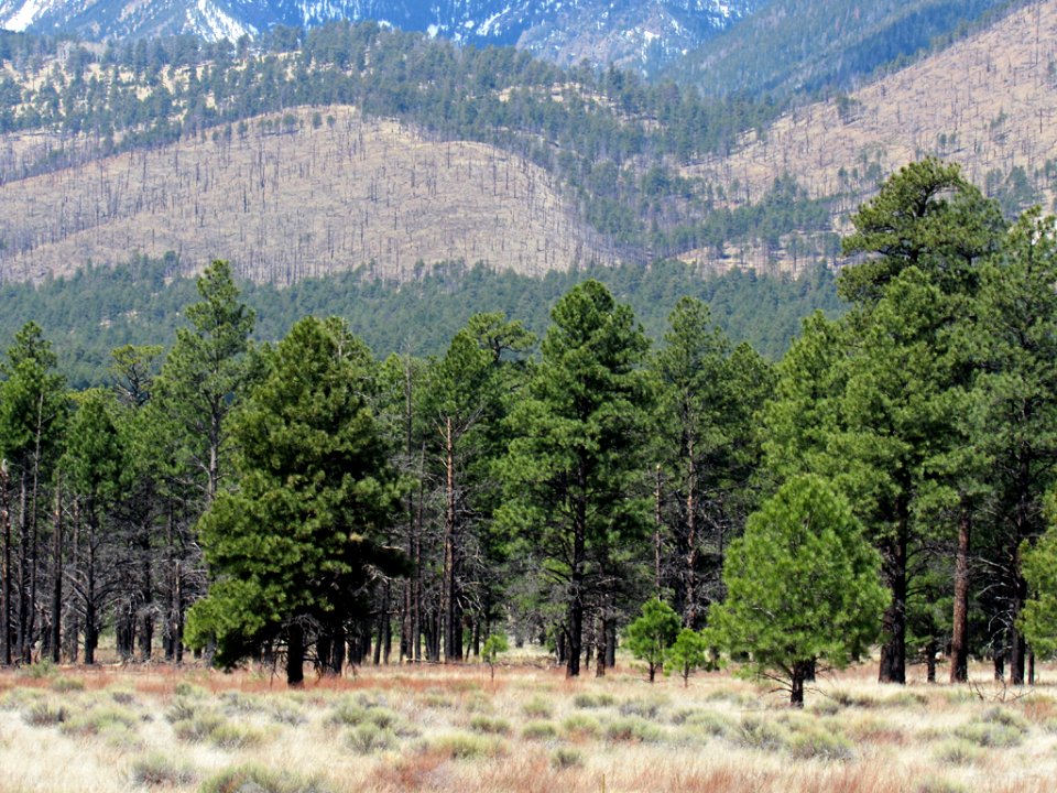 Sunset Crater Volcano NM in Arizona