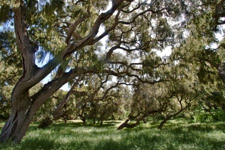 Fort Ord Trees photo