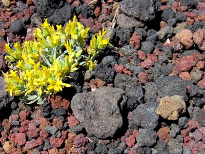 Sunset Crater Volcano NM in Arizona
