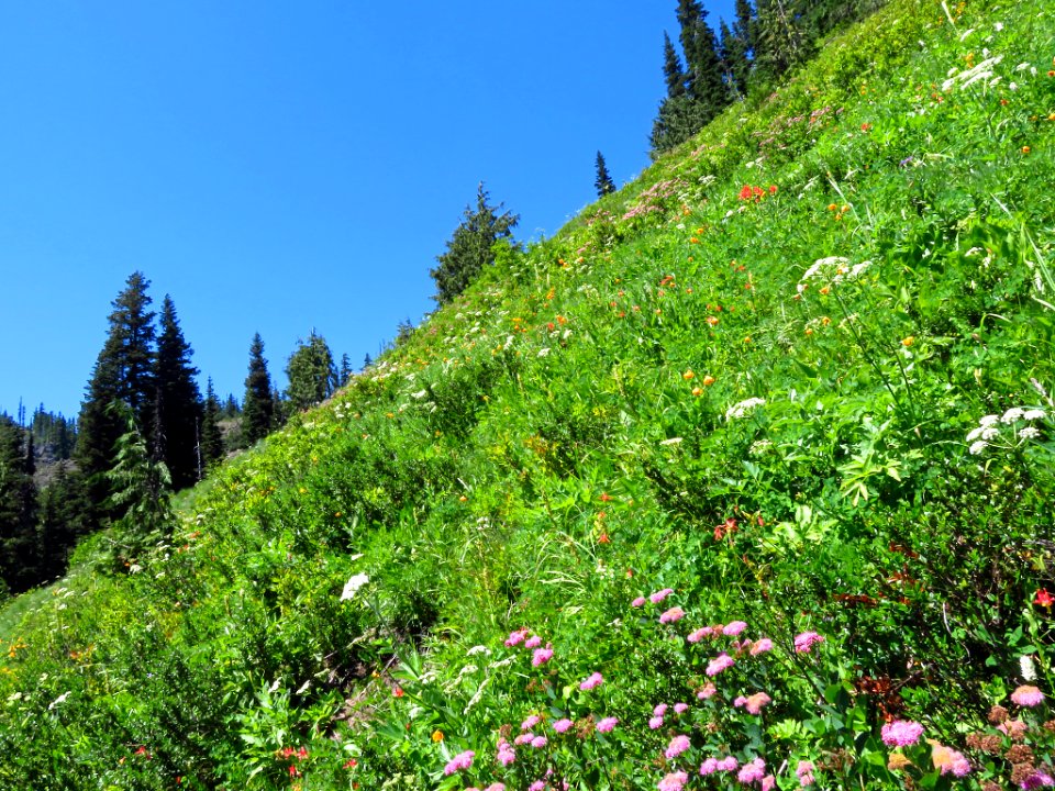 Wildflowers on Tatoosh Peak Trail in WA