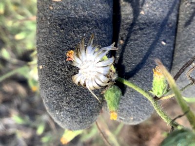 Close-up of a stinkwort plant flower photo