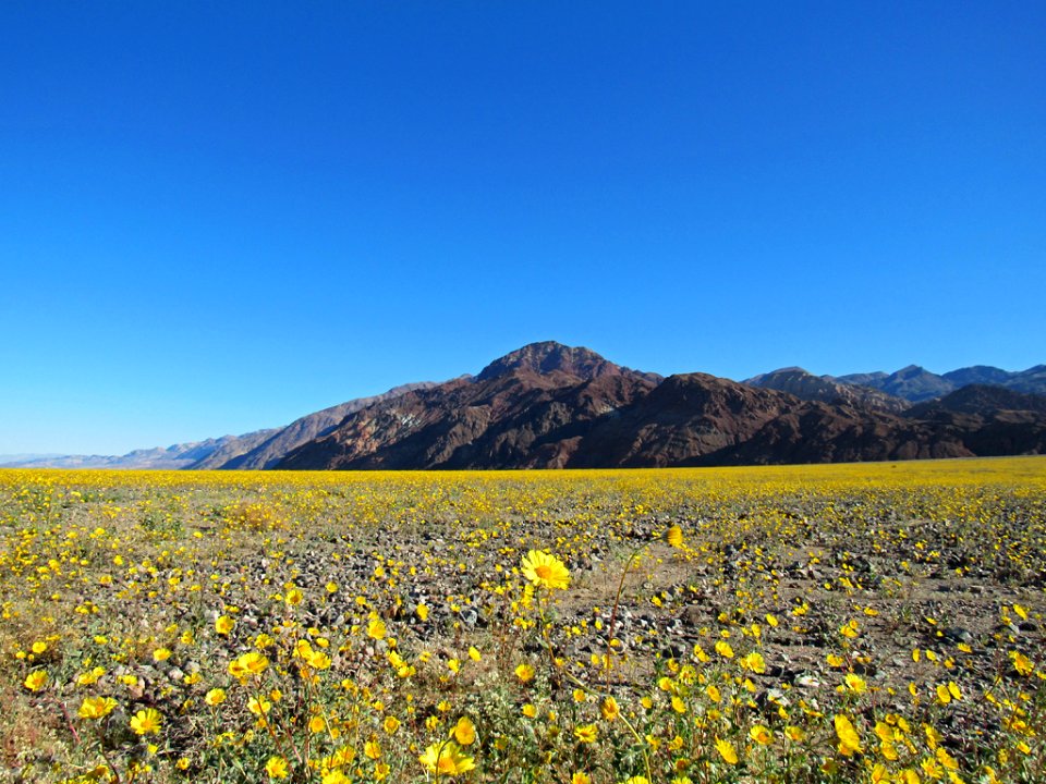 Wildflower Super Bloom at Death Valley NP in CA