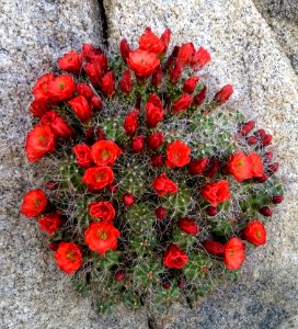 Mojave Kingcup Cactus, Needles Field Office