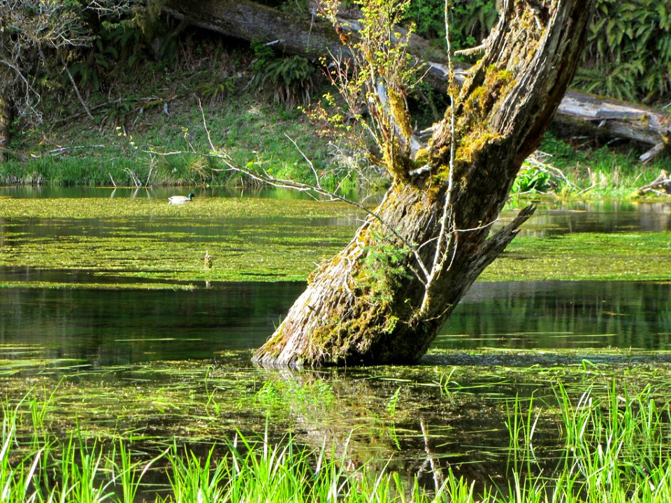 Hoh Rain Forest at Olympic NP in WA