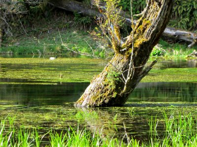 Hoh Rain Forest at Olympic NP in WA
