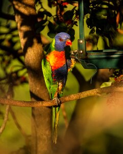 Bird australian wild photo