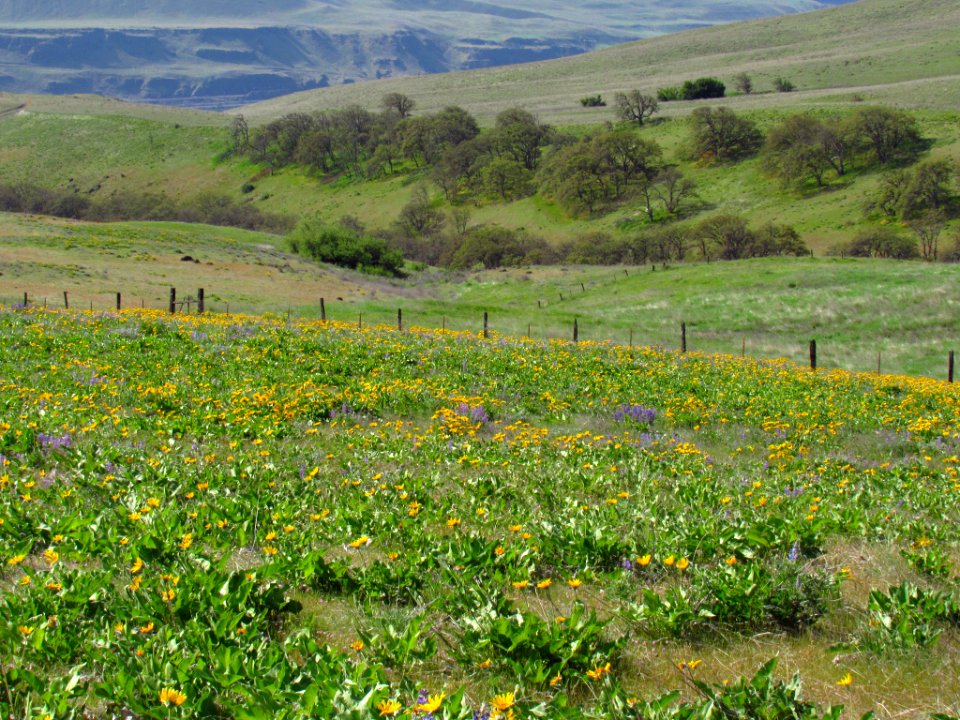 Wildflowers at Dalles Mt. Ranch in WA