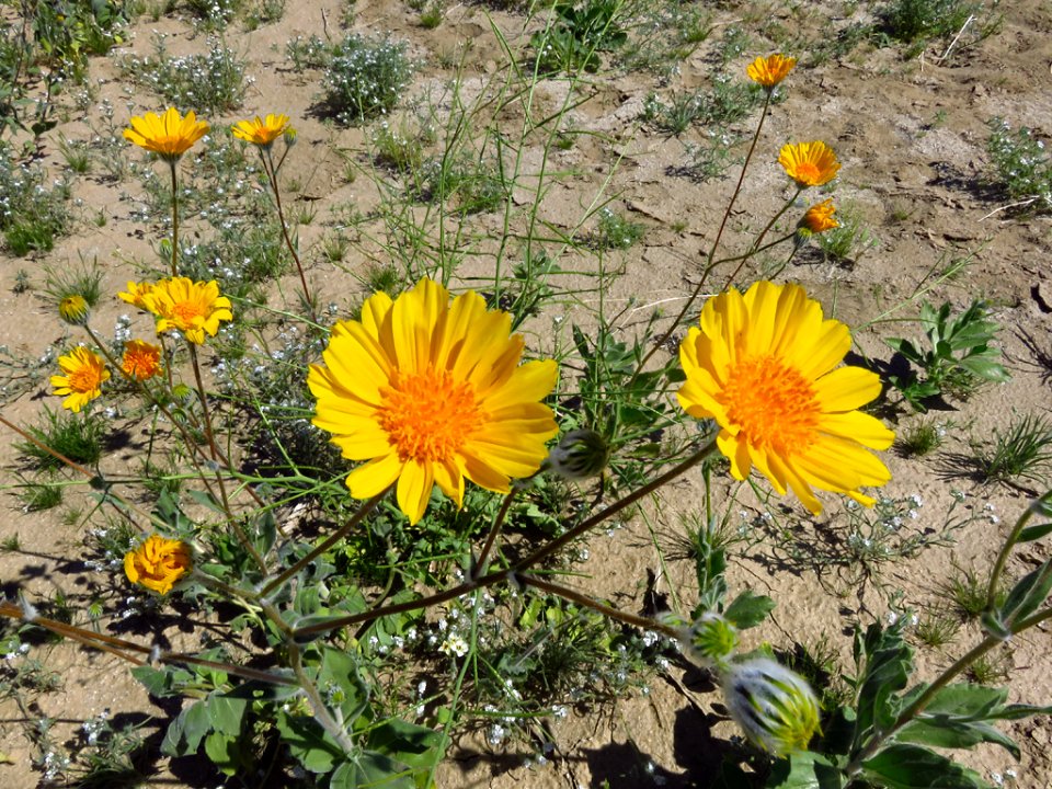 Wildflowers at Anza-Borrego Desert SP in CA