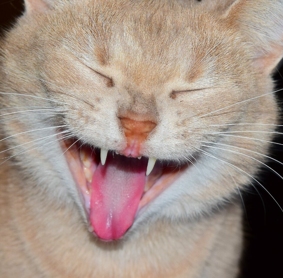 Cat face animal portrait