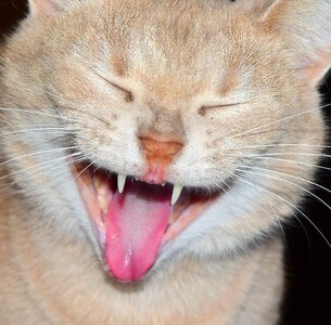 Cat face animal portrait