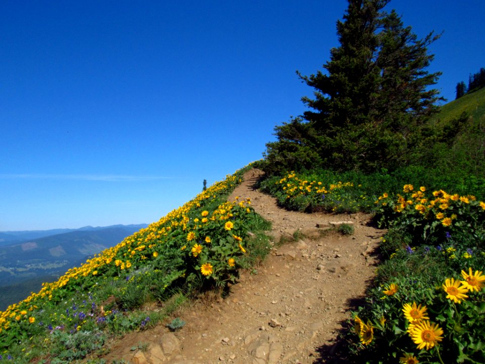 Wildflowers on Dog Mountain Trail in WA