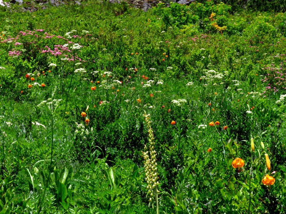 Wildflowers on Tatoosh Peak Trail in WA
