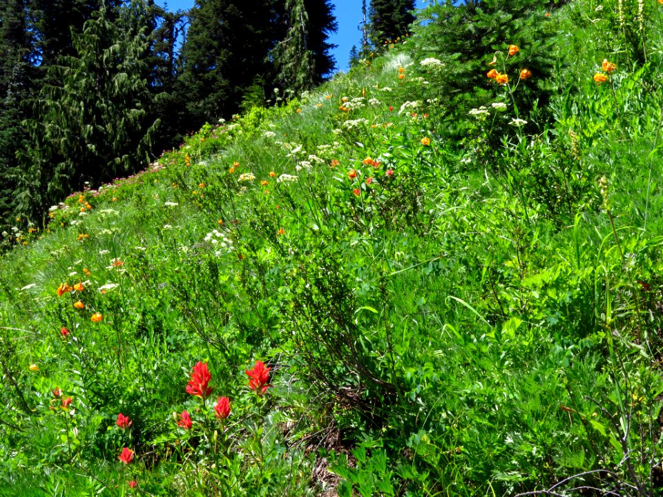 Wildflowers on Tatoosh Peak Trail in WA