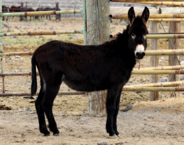 5120   2 year Old Brown Gelded Jack (5)