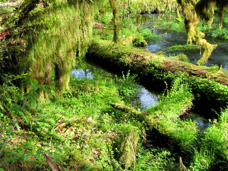 Hoh Rain Forest at Olympic NP in WA