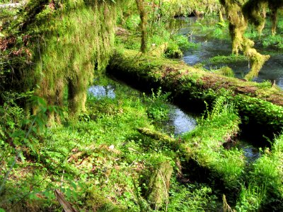 Hoh Rain Forest at Olympic NP in WA