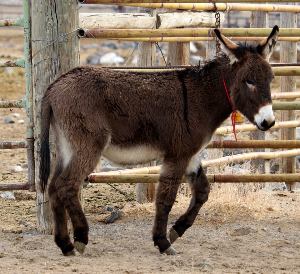 5231 2 Year Old Grey Gelded Jack (2)