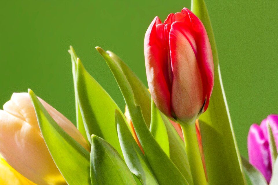 Macro colorful nature