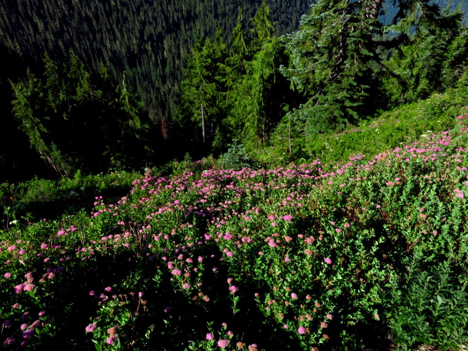 Wildflowers on Tatoosh Peak Trail in WA