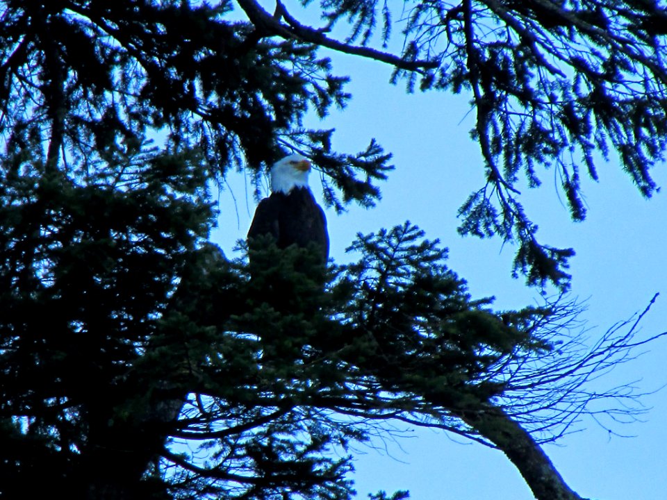 Bald Eagle at Quinault Rain Forest at Olympic NP in WA