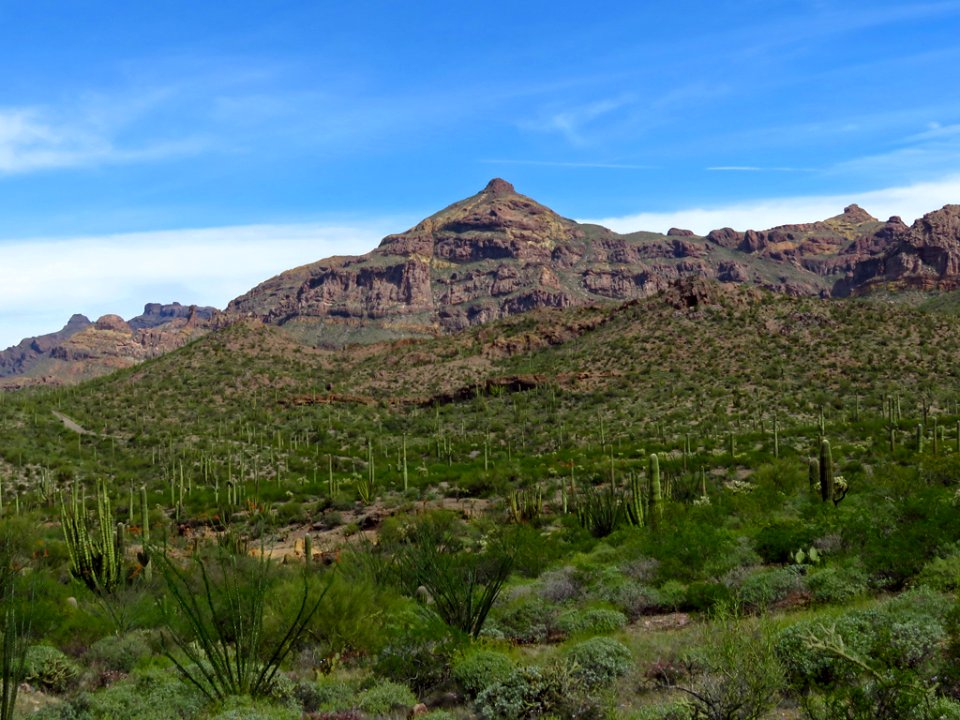 Organ Pipe Cactus NM in AZ