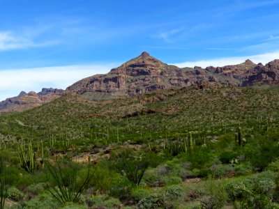 Organ Pipe Cactus NM in AZ photo