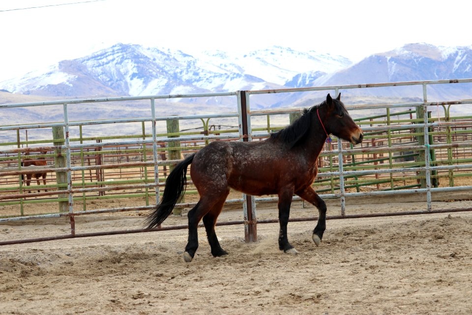 8461  3 year old Gelding (4)