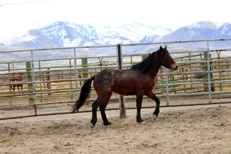 8461  3 year old Gelding (4)