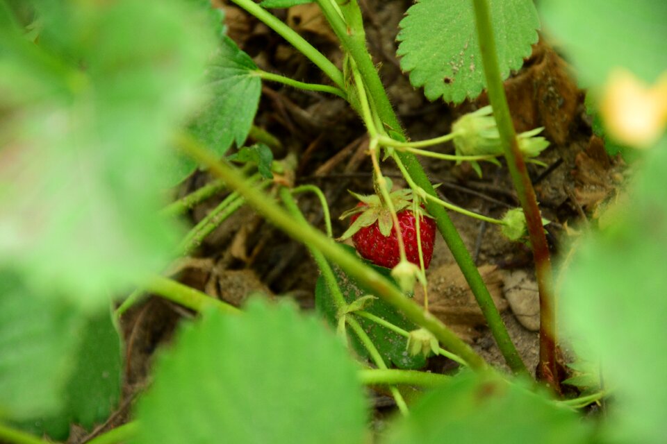 Garden red food