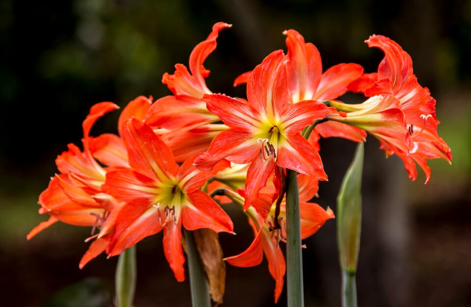 Orange bright dramatic