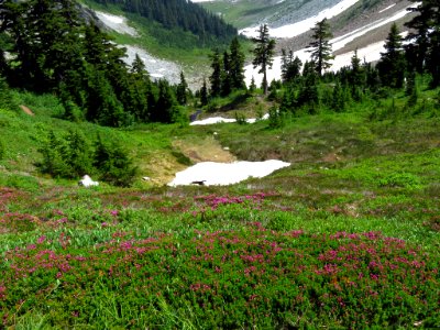 Cascade Pass at North Cascades NP in WA photo