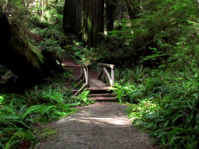 Jedediah Smith Redwoods SP in California photo