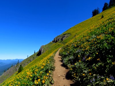 Dog Mountain Trail in Washington