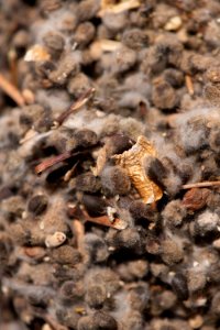20181108-APHIS-LSC-0421