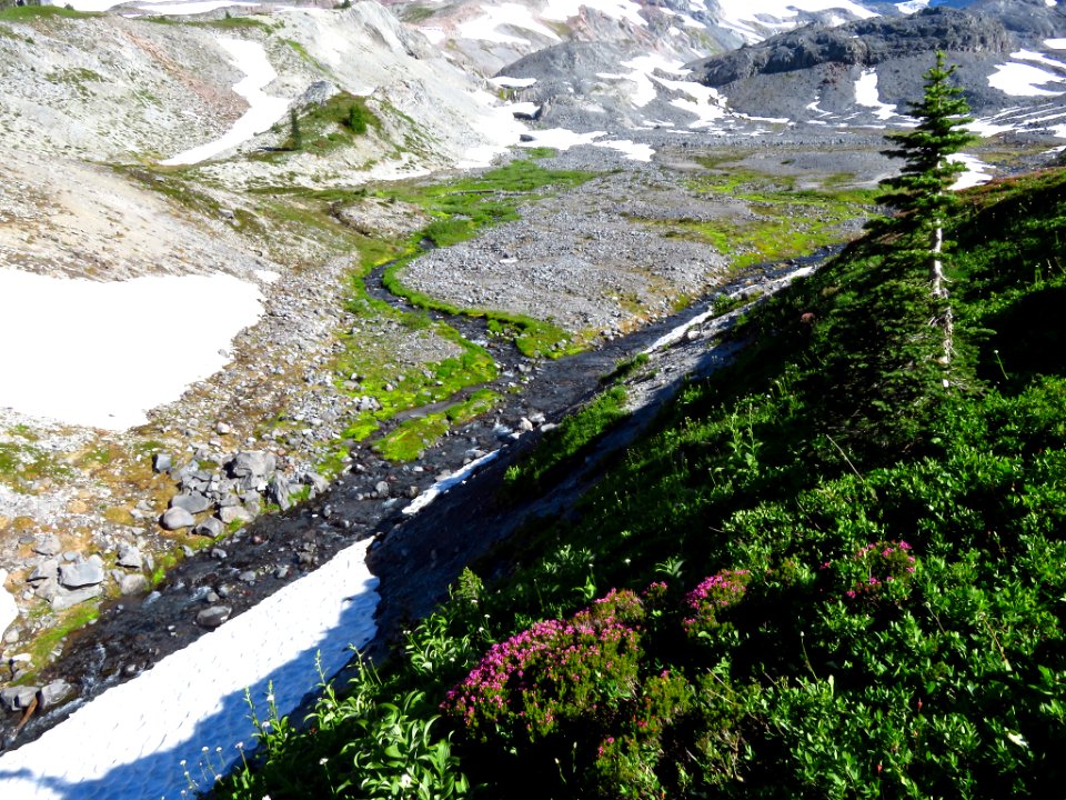 Wildflowers at Mt. Rainier NP in WA